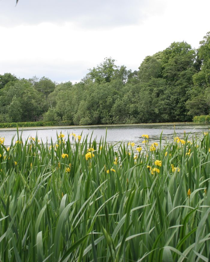 Yellow flag irises in front of Kilmardinny Loch, with woodland beyond